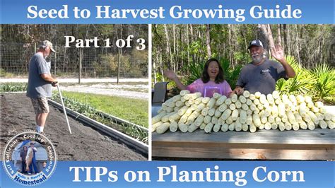 How To Grow Corn Seed To Harvest Part 1 Of 3 Youtube