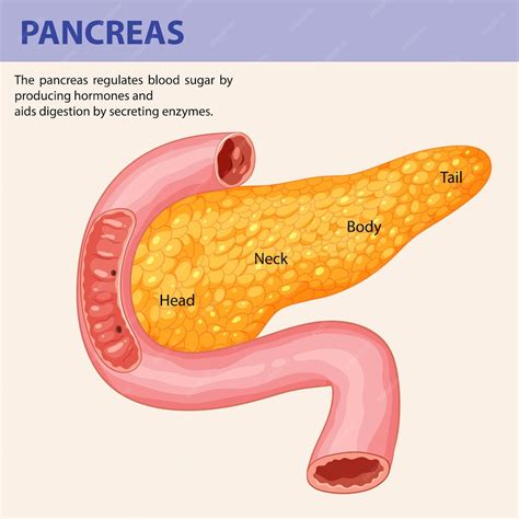 Ilustración de la anatomía y la función del páncreas | Vector Gratis