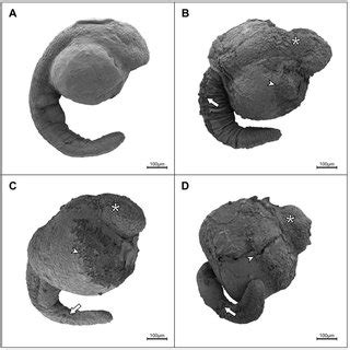 Representative Scanning Electron Micrographs Of Vitrified And