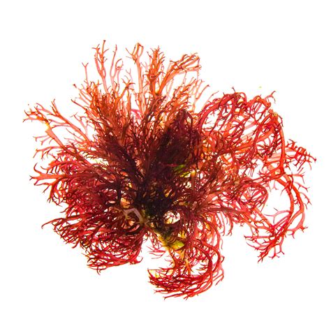 Red Gracilaria Algae For Sale Petco