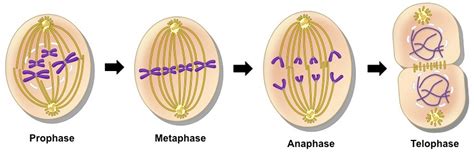 Mitosis Med