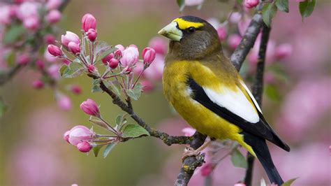 Spring Birds Wallpapers - Wallpaper Cave