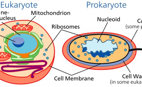 Difference Between Nucleus And Nucleoid Compare The Difference – Otosection