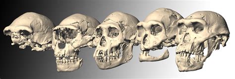 Human Evolution Timeline Skulls