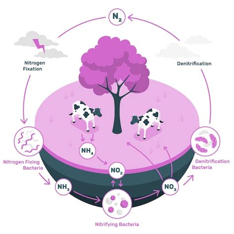 Ciclo Del Nitrogeno Dibujo Facil Para Ni C B Os Infoupdate Org