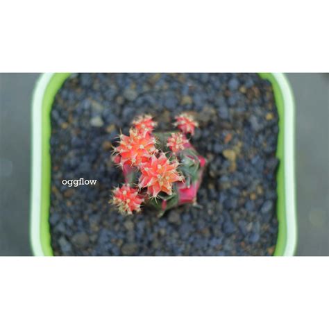 Jual Gymno Miha Starfire Warna Cakep Cluster Shopee Indonesia