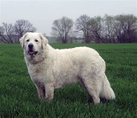 Kuvasz All Big Dog Breeds