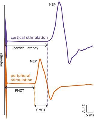 Frontiers Sex Specific Reference Values For Total Central And