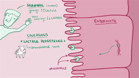 Metabolismo Da Lactose Bioquimica Biociências Biologia Celular E Bioquímica