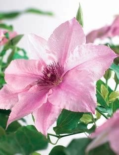 Klematis Clematis Sarah Elizabeth Liter Potte Cm Plantorama