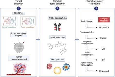 Different Stages In The Development Of Novel Tumour Targeted Imaging