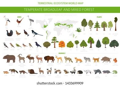 2,470 Temperate broadleaf and mixed forest Images, Stock Photos ...