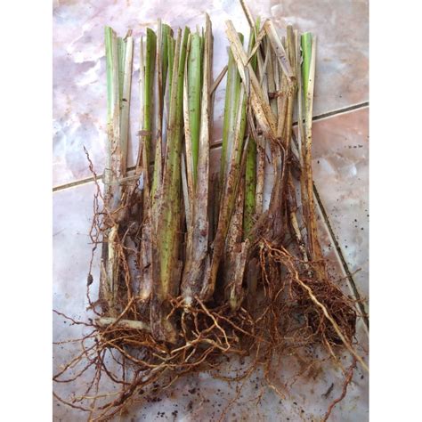 Jual Rumput Vetiver Akar Wangi Rumput Anti Longsor Shopee Indonesia