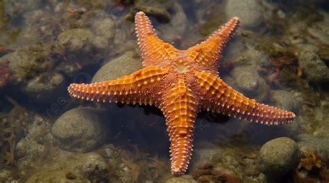 Large Starfish Sits In The Water Background Picture Of Starfish