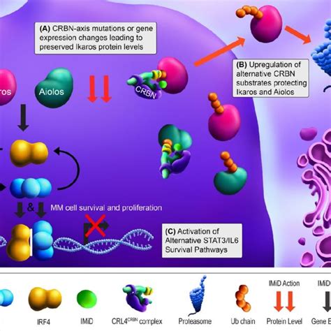 Proteasome inhibitor (PI) mechanism of action and resistance ...