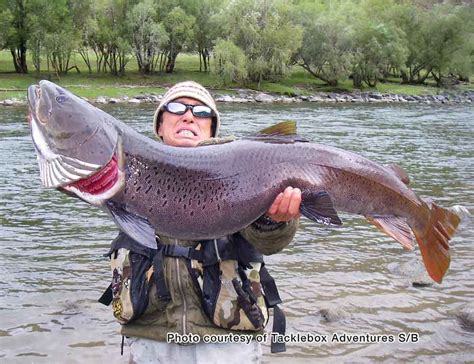 Taimen | Biggest Trout species in the world. | JW | Flickr