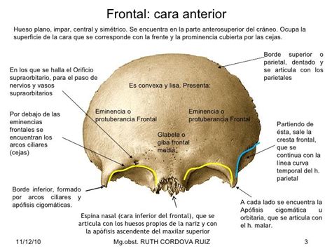 Huesos Del Craneo