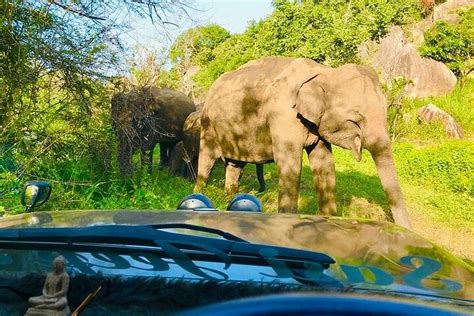 Day Tour Of Sigiriya Dambulla And Jeep Safari From Kandy