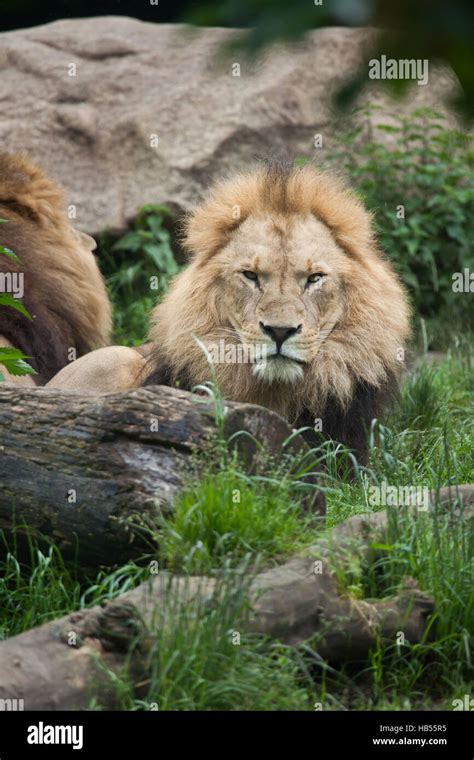 Lion Panthera Leo Stock Photo Alamy