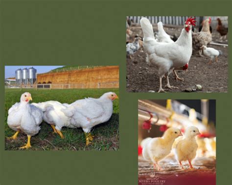 Poultry breeds Flashcards | Quizlet