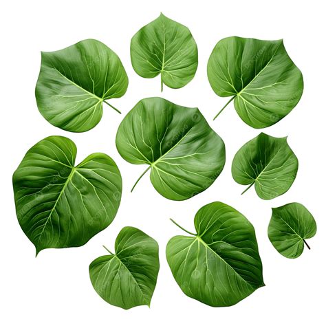 Colocasia Esculenta Clipart PNG, Vector, PSD, and Clipart With