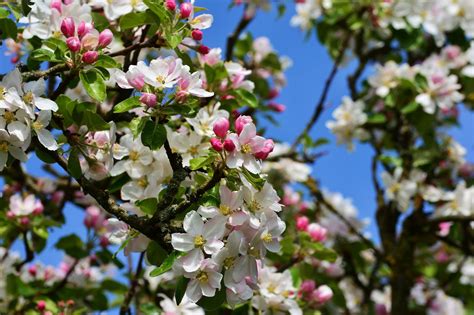 Apple Blossoms Tree - Free photo on Pixabay