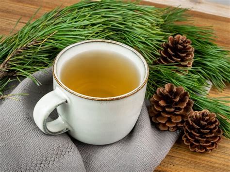 How To Make Pine Needle Tea And Why You D Want To