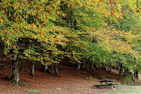 Autumn forest parkland. View of autumn forest park with yellow leaves ...