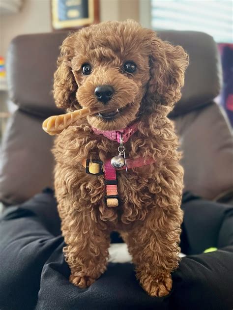 Our 11 week old toy poodle puppy Ginger : r/aww