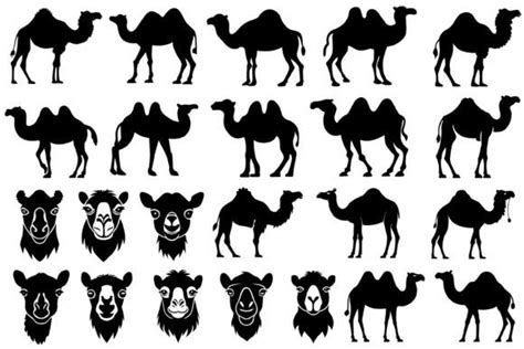 Camel Silhouette Svg Bundle Graphic By Vycstore · Creative Fabrica