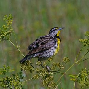 Birds of Iowa Icteridae