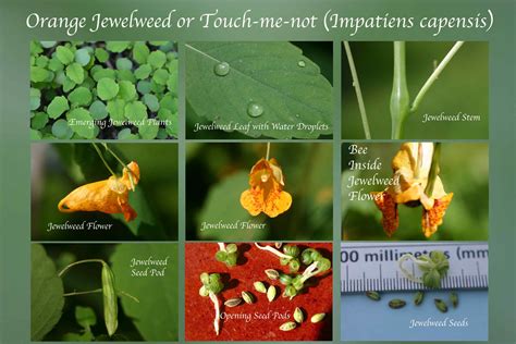 Orange Jewelweed