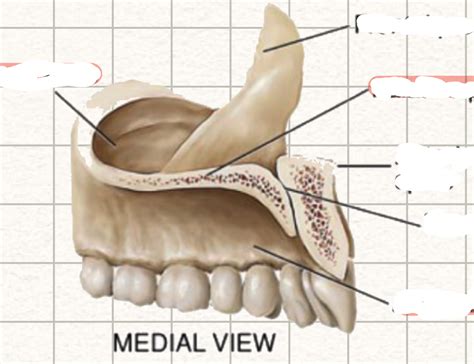 Maxillary Bone Medial Diagram Quizlet