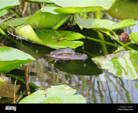 Baby Alligator Hi Res Stock Photography And Images Alamy