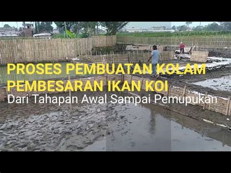 Proses Pembuatan Kolam Pembesaran Ikan Koi Dari Tahap Awal Sampai