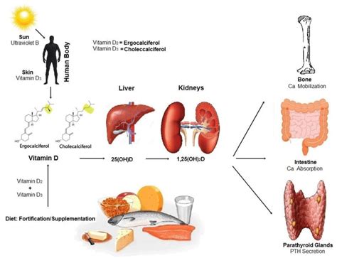 Schematic Diagram of Biosynthesis and Metabolism of Vitamin D ...