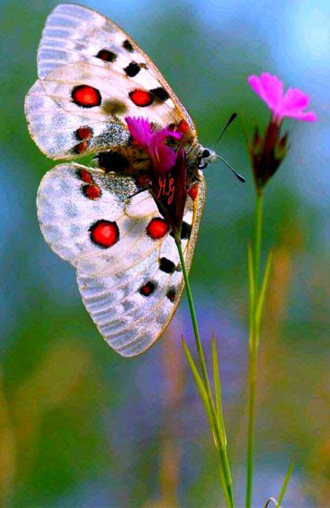 Idee N Over Vlinders In Vlinders Insecten Vlinder Tekening