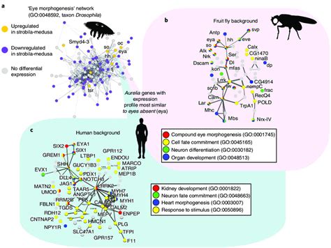 Clustering Of Differentially Expressed Genes And Gene Ontology Go