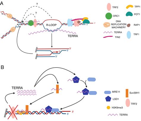 Proposed Terra Functions In Telomere Maintenance A Terra Transcripts