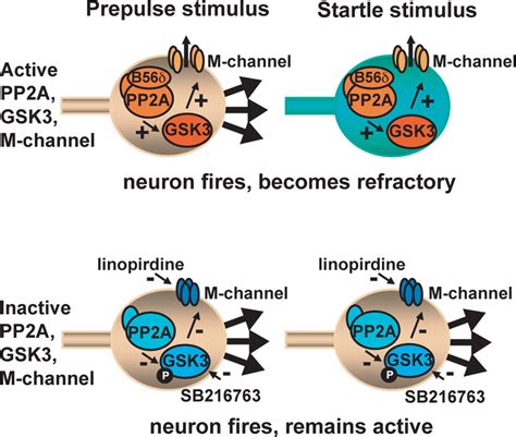 Proposed Model Of How M Channel Inhibition In MPFC Attenuates PPI