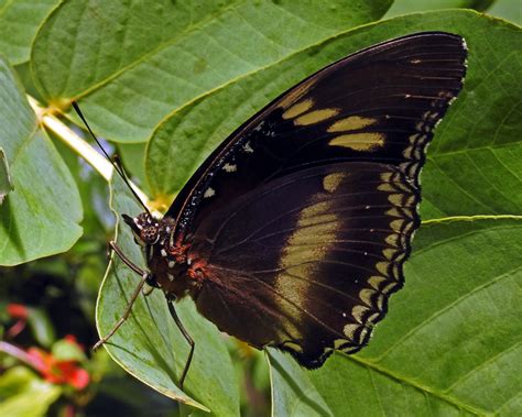 0657 Coffs Harbour Butterfly House Rcc 4526 Flickr