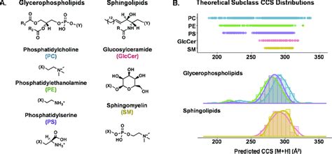 Overview Of The Two Lipid Classes And Five Subclasses Surveyed In This Download Scientific