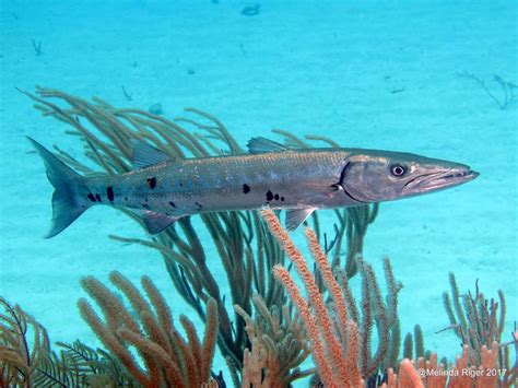 Barracuda Teeth | ROLLING HARBOUR ABACO