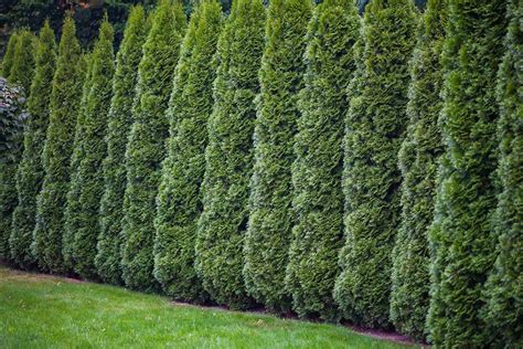 How To Grow And Care For Arborvitae Trees Gardeners Path