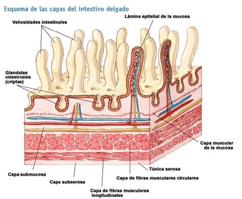 Funciones Del Intestino Delgado