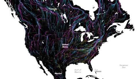 Animal migrations in animated map | FlowingData