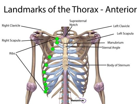 Nursing Health Assessment Of The Respiratory System Health Assessment Nursing Emergency