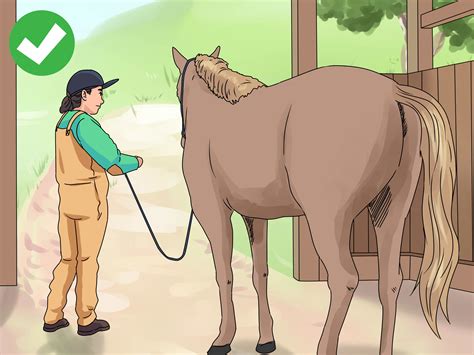 How To Groom A Horse 13 Steps With Pictures Wikihow