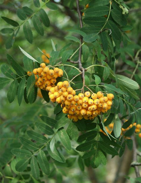 Keltamarjapihlaja Sorbus Aucuparia Xanthocarpa 150 200