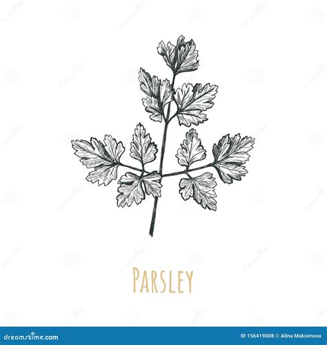 Parsley Hand Drawing Illustration Stock Vector Illustration Of